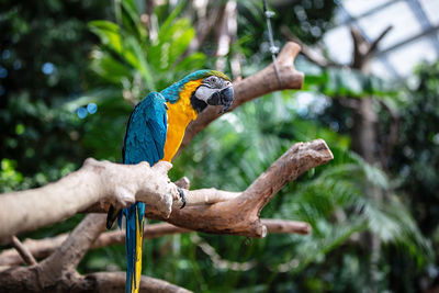 Close-up of parrot perching on branch