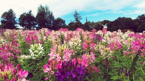 View of flowers growing in park