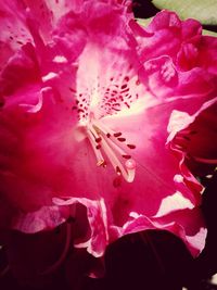 Close-up of pink flowers