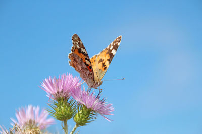 Close-up of butterfly pollinating on flower against clear blue sky