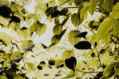 View of leaves against sunlight 