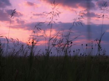 Scenic view of field against sky at sunset