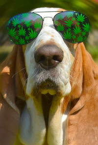 Close-up of dog wearing glasses 