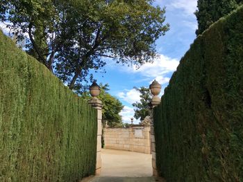 Walkway amidst trees against sky