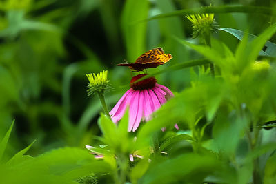 Close-up of butterfly pollinating on pink flower