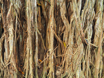 Close-up of tree trunk