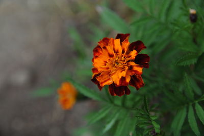 Close-up of flower blooming outdoors