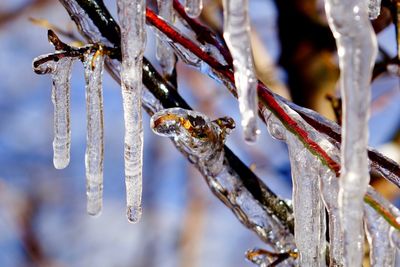 Close-up of frozen twig