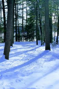 Trees in forest during winter