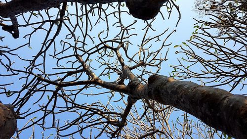 Low angle view of bare tree against clear blue sky