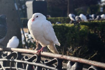 Close-up of bird perching outdoors on a cold morning