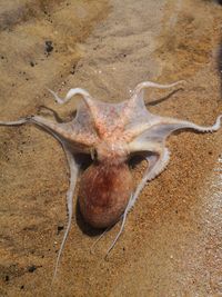 High angle view of animal skull