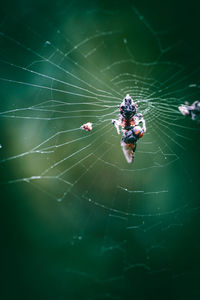 Spider on web