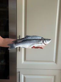 Person holding fish