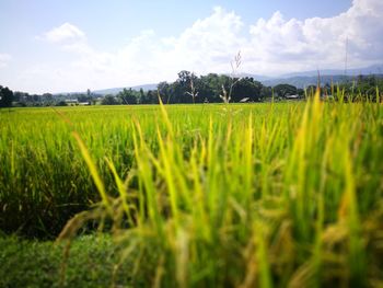 Scenic view of field against sky