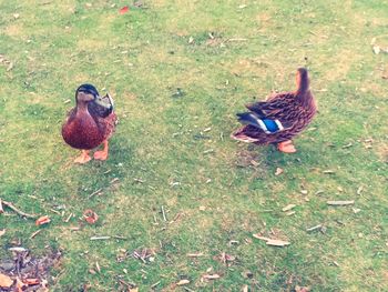 High angle view of duck on field