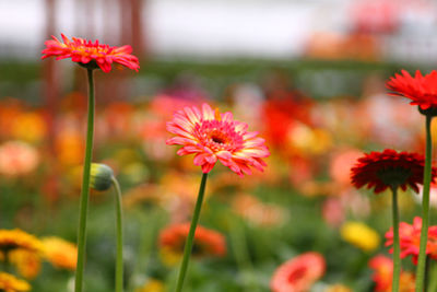 Close-up of red flowering plants on field