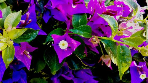 Close-up of purple flower