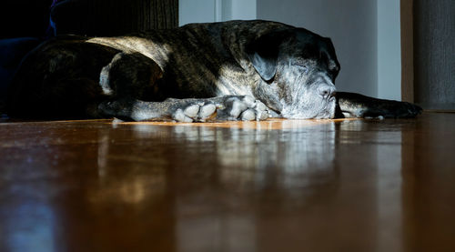 Close-up of dog sleeping