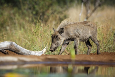 Side view of pig drinking water