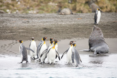 Penguins and seal at beach during winter