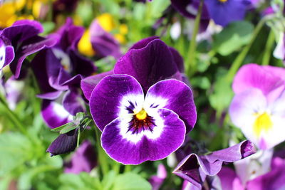 Close-up of purple flowering plant