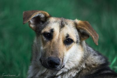 Close-up portrait of a dog