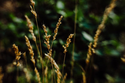 Close-up of stalks against blurred background