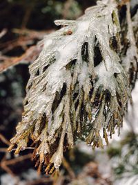 Close-up of frozen tree