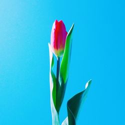 Close-up of multi colored flower against blue background