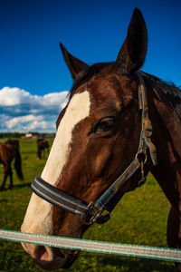 Close-up of horse in ranch against sky