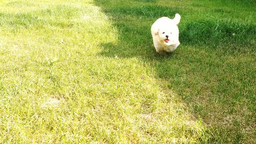 Dog on grassy field