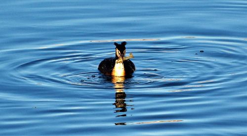 Duck swimming in a lake