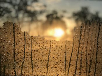 Close-up of leaf against sky during sunset