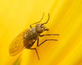 Close-up of housefly