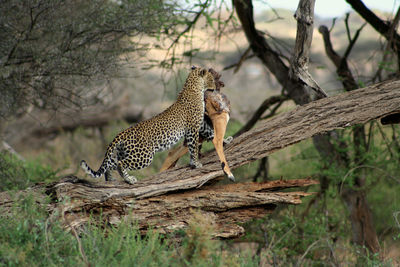 Leopard with prey on wood in forest