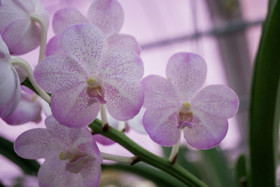 Close-up of pink orchids