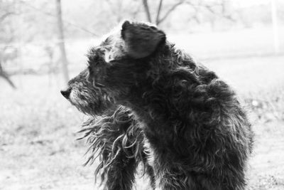 Close-up of a dog looking away