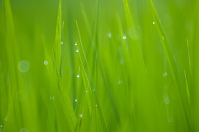 Close-up of grass growing on field