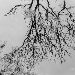 Low angle view of bare tree against sky
