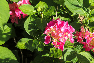 Close-up of pink flowering plants