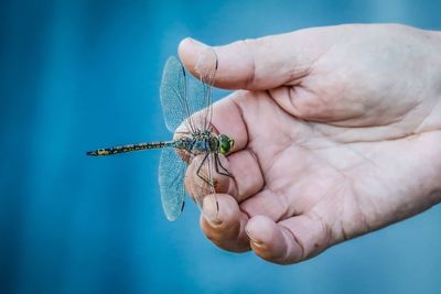 Cropped image of hand with dragonfly