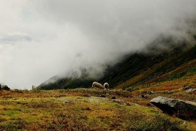 View of sheep on field