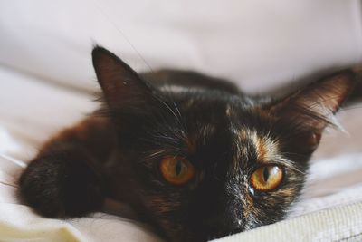 Close-up portrait of a cat at home