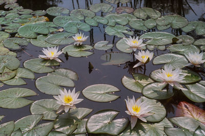 High angle view of lotus water lily in pond