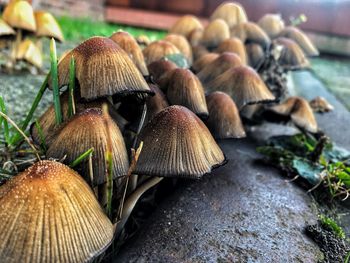 Close-up of mushrooms