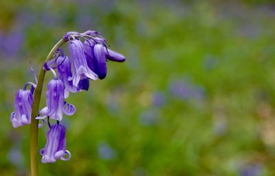 Close-up of purple flowering plant