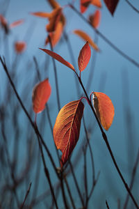 Wild plants v, canadian rockies