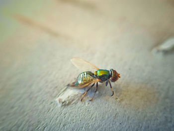 Close-up of housefly