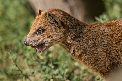 Close-up of mongoose